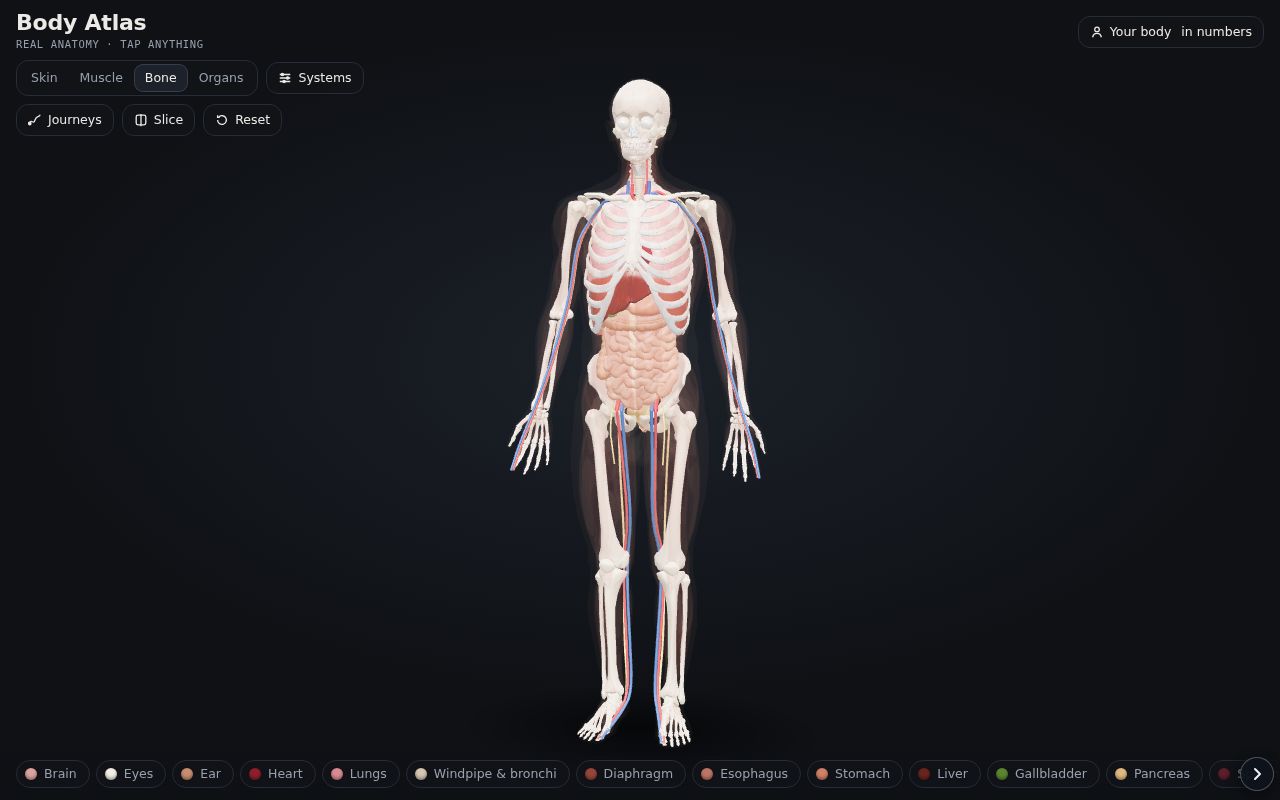 A view inside Body Atlas