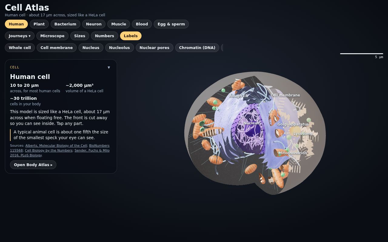 A view inside Cell Atlas
